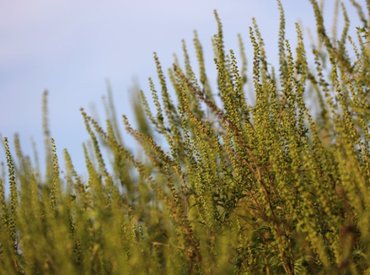 Június végéig kell kiirtani a parlagfüvet