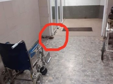 Patkányt fotóztak a berettyóújfalui kórházban