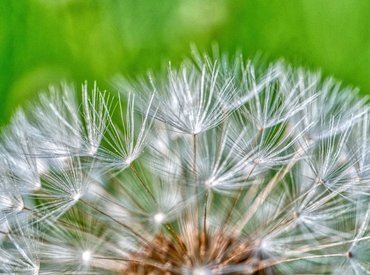 Tavaszi allergiaszezon – beindult a nagyüzem