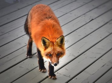 Szombattól rengeteg gyógyszerrel szórják meg Magyarországot
