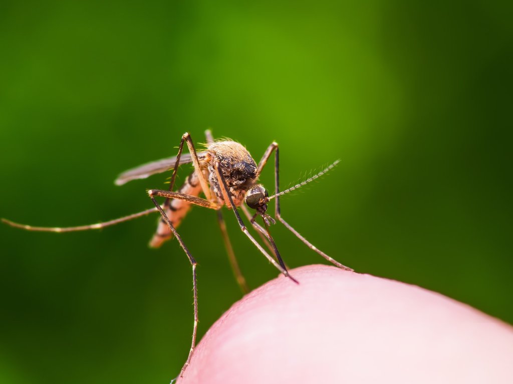 Nyári csípések – mit tehetünk hatásuk ellen és mikor érdemes orvoshoz menni?