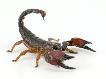 Hemzsegnek a skorpiók a brazil városokban, egyre több a sérült