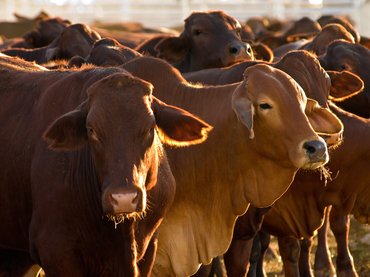 Ez egy invázió, amit lehetetlen volt előre megjósolni