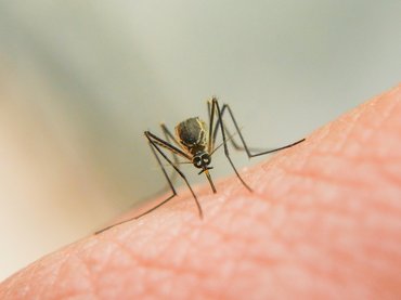 Katasztrófavédelem: Tovább enyhült a szúnyogártalom