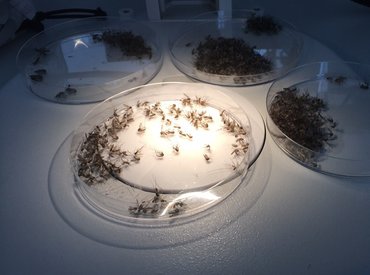 Átalakuló szúnyogszezon: itt a kora tavaszi és késő őszi csípések kora