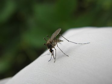 Hívatlan betolakodók? Ezt tegye, ha rovar került a fülébe!