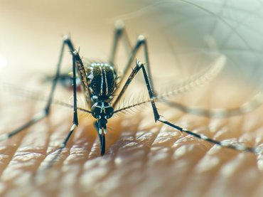 Itt az igazság a tigrisszúnyogcsípésről – ki adhat vért?