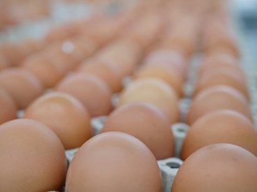 Génszerkesztett tyúk tojásából nyernek terápiás fehérjét