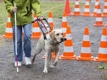 Hiány van a vakvezető kutyából itthon