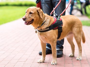 Így lett Ánizs az első magyar kórházi vakvezető kutya