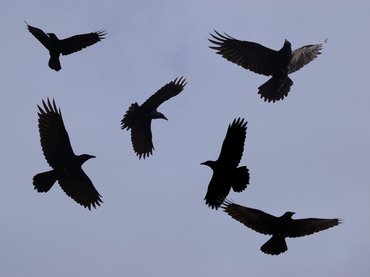 Varjak támadtak az emberekre Tatabányán